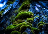 Annoncer sa grossesse avec l'arbre généalogique