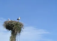Annoncer sa grossesse avec un jouet