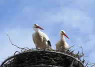 Annoncer sa grossesse avec bébé à bord